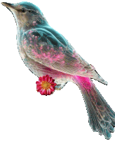 a bird with pink feathers and a pink flower on its tail