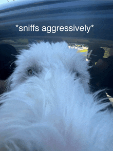 a white dog is sitting in the back of a car with the words sniffs aggressively written above it