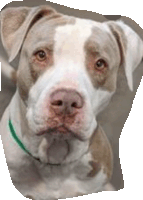 a close up of a brown and white dog with a green collar