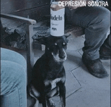 a dog with a can of beer on its head is sitting next to a person .