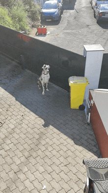 a dalmatian dog is standing on a brick sidewalk next to a yellow trash can