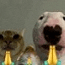 a dog and a cat are standing next to each other holding bottles of beer in their mouths .