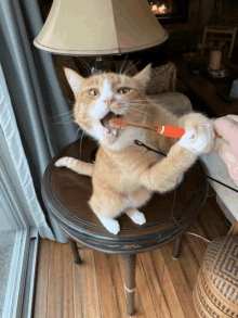 an orange and white cat is brushing its teeth on a small table