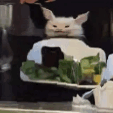 a white cat is sitting on top of a white plate with green vegetables .