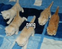 a group of kittens laying on a blue blanket with the word gang written on the bottom