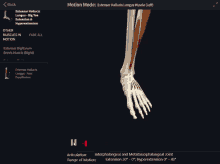 a computer screen shows a foot with muscles visible