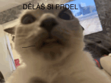 a close up of a cat 's face with the words delas si prdel below it