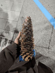 a person holds a pine cone in their hand