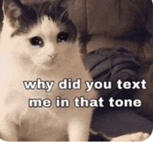 a cat with a caption that says " why did you text me in that tone " on it