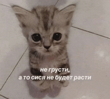 a kitten is sitting on a tiled floor with a caption in a foreign language