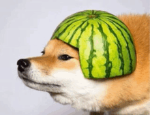 a dog wearing a watermelon hat on his head .