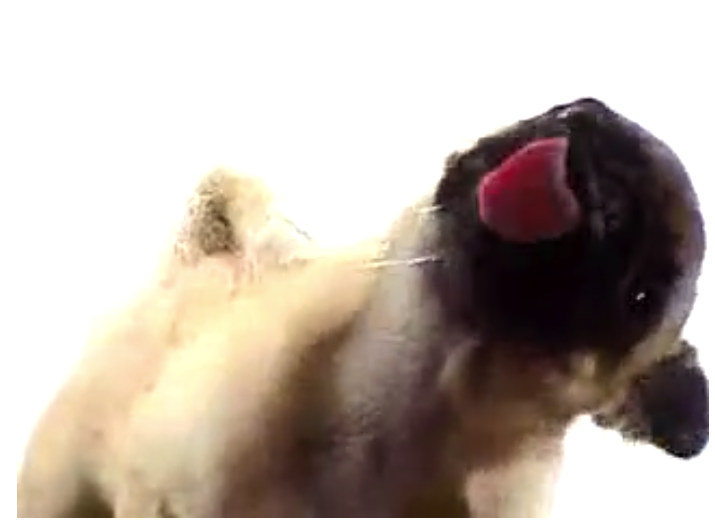 animated wallpaper dog licking screen