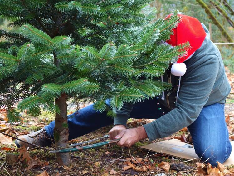 The best places to cut down a Christmas tree near Chicago