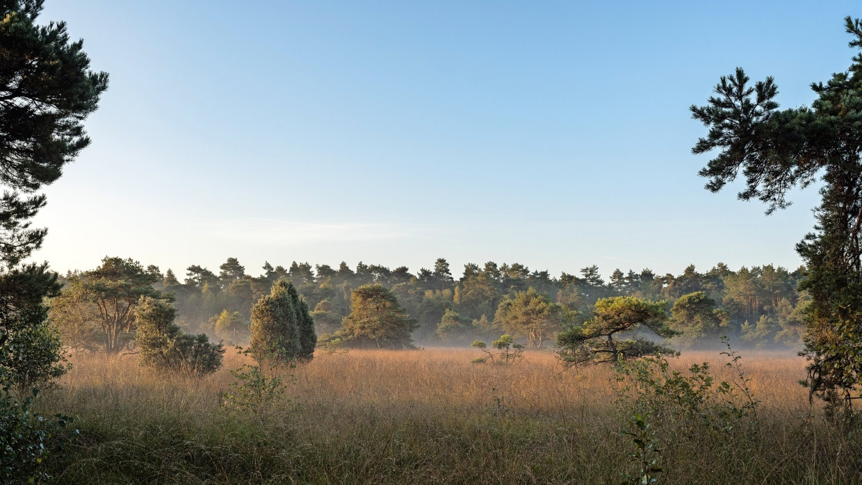 Der ehemalige Truppenübungsplatz Borkenberge nahe Haltern am See umfasst unterschiedliche Biotope, darunter Feuchtwiesen, Sandtrockenrasen, Zwergstrauchheiden – und das Süskenbrocksmoor.