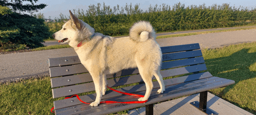 a dog is standing on a park bench with a red leash