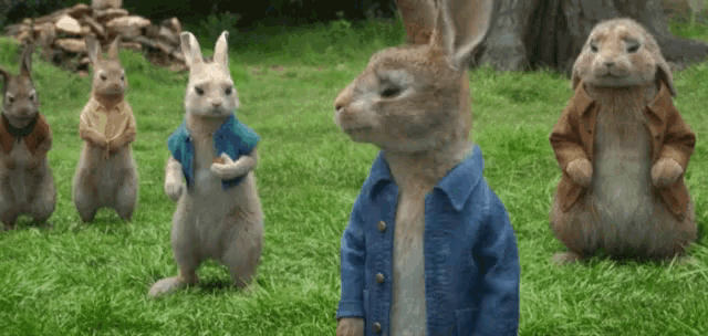 a group of rabbits are standing and sitting in the grass . one of the rabbits is wearing a blue jacket .