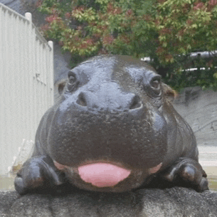 a hippopotamus sticking its tongue out while laying on a rock