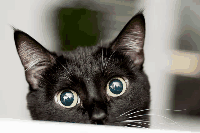 a close up of a black cat 's face with yellow eyes