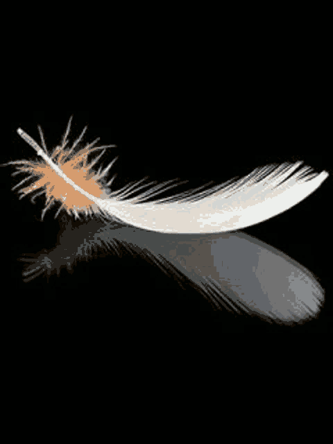 a white feather with an orange feather on a black background .