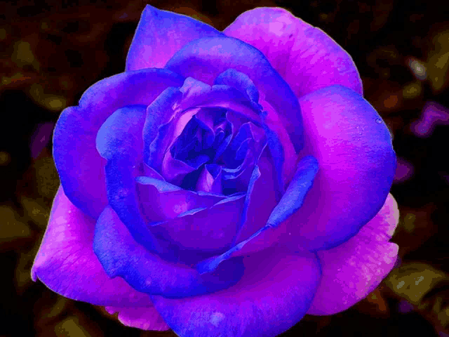 a close up of a blue and purple flower