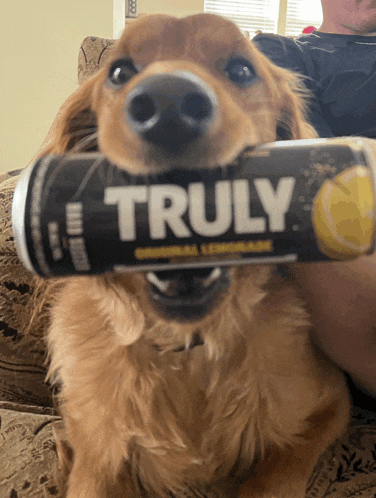 a dog holding a can of truly lemonade