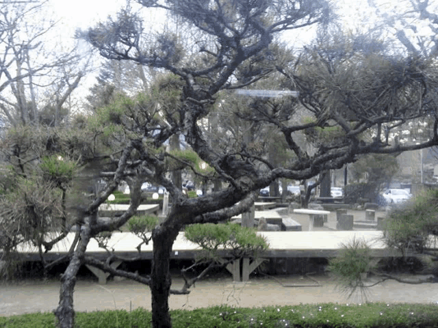 a tree with a lot of branches and leaves in a park