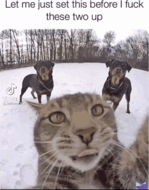 a cat is taking a selfie with two dogs in the background with the caption let me just set this before i fuck these two up