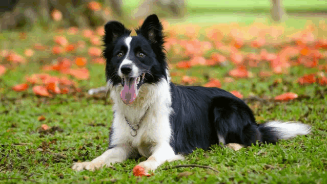 a black and white dog is laying in the grass