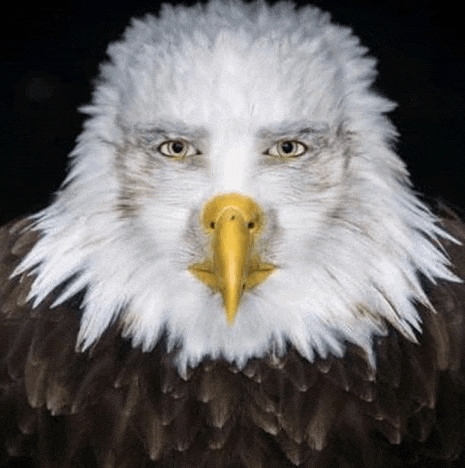 a bald eagle with a yellow beak is looking at the camera with its eyes closed .