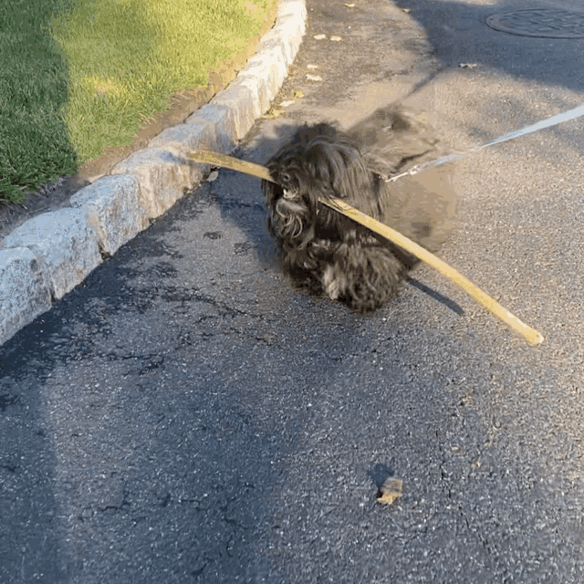 a dog on a leash playing with a stick