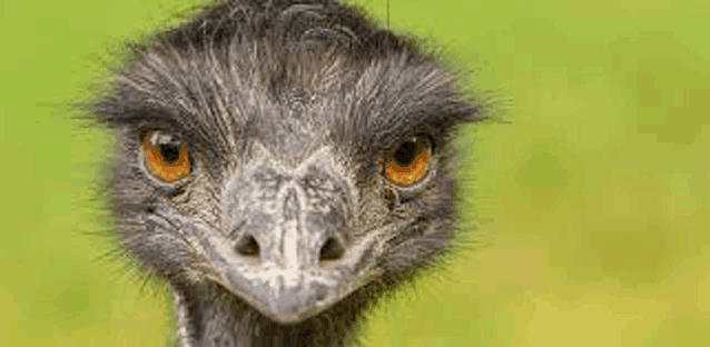 a close up of an ostrich 's face with a green background .