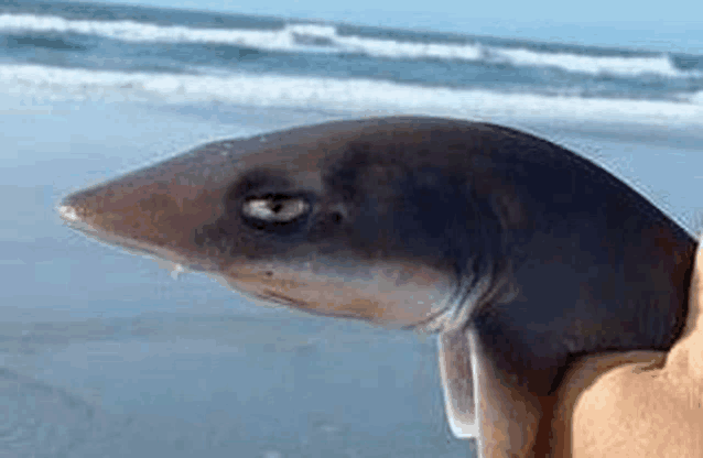 a person is holding a small shark in their hand on the beach .