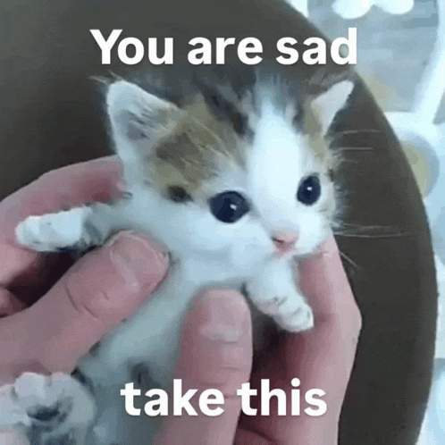 a person is holding a small kitten with the words " you are sad take this " above it