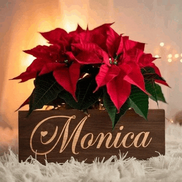 a wooden box filled with red poinsettia flowers and the name monica