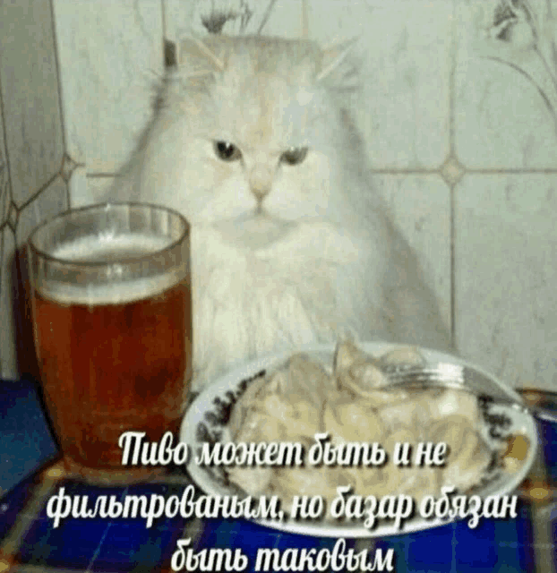 a cat is sitting next to a glass of beer and a plate of food