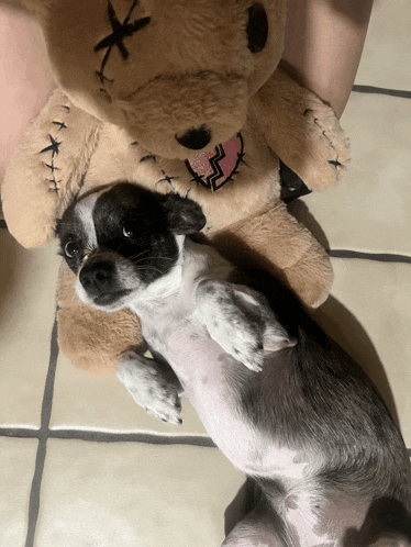 a small black and white dog is laying next to a stuffed teddy bear