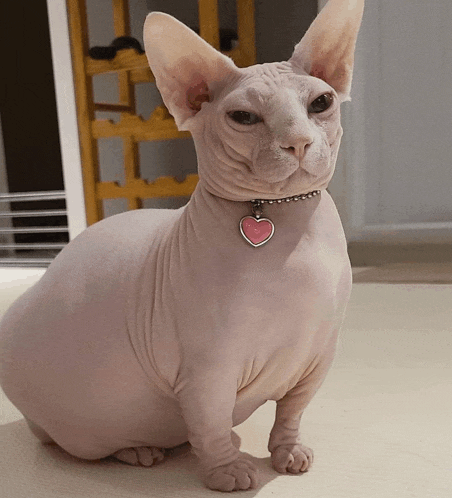 a hairless cat wearing a heart shaped necklace