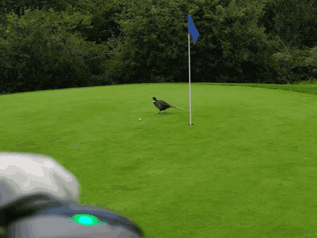 a pheasant is standing on a golf course near the flag