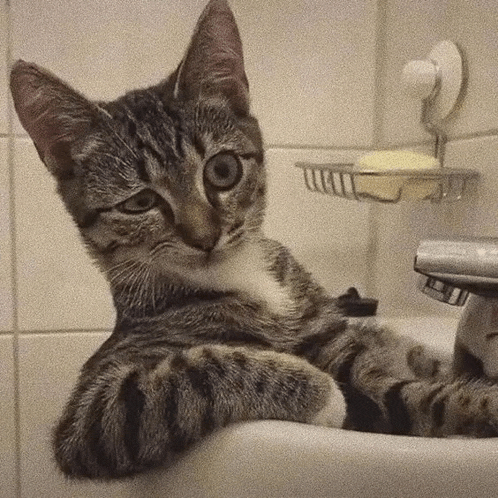 a cat laying in a bathroom sink with a soap dish on the wall behind it