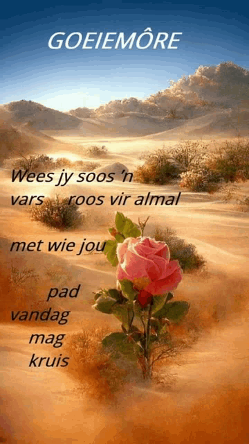 a picture of a desert landscape with a rose and the words goeiemore