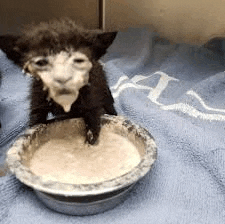 a kitten is drinking milk from a bowl on a blanket .