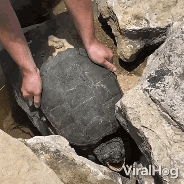 a turtle is being rescued from a hole in the rocks by a man and the words viralhog are visible