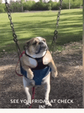 a dog is sitting on a swing with the words " see you friday at check in " written below it