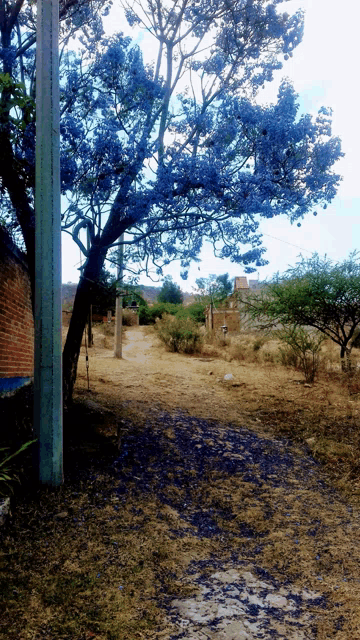 a tree with blue flowers is in the middle of a dirt path