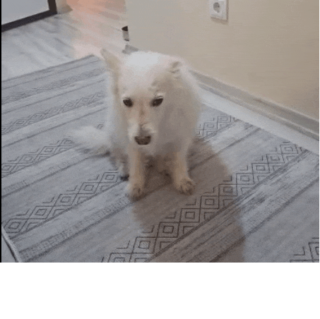 a white dog is sitting on a rug in a room .