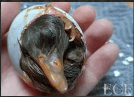 a person is holding a duck egg with a bird inside of it .