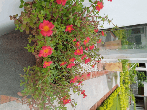 a bush with red flowers and green leaves along a sidewalk