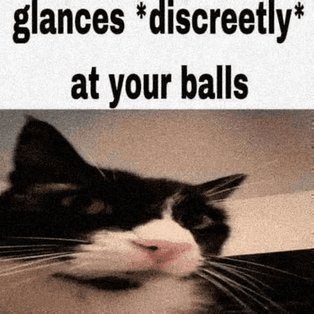 a black and white cat is laying down with the words `` glances discreetly at your balls '' written above it .