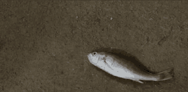 a small fish is laying on the ground on a concrete surface .