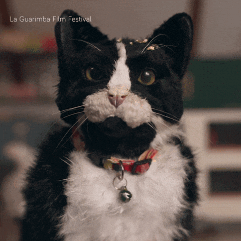 a black and white cat with a bell around its neck and the words la guarimba film festival above it